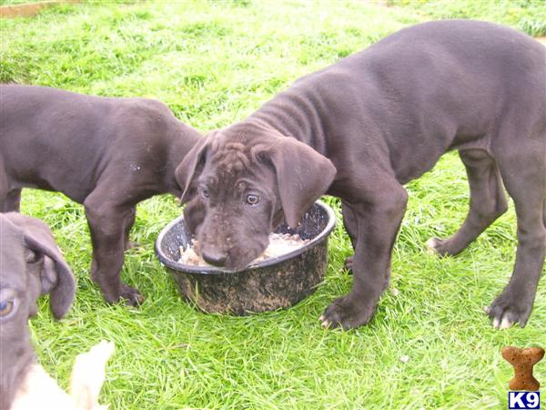 Puppies in Onalaska